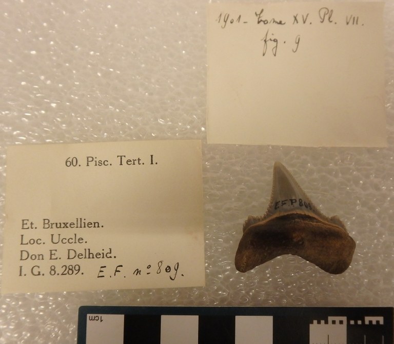 IRSNB P 00809 Fig. 9