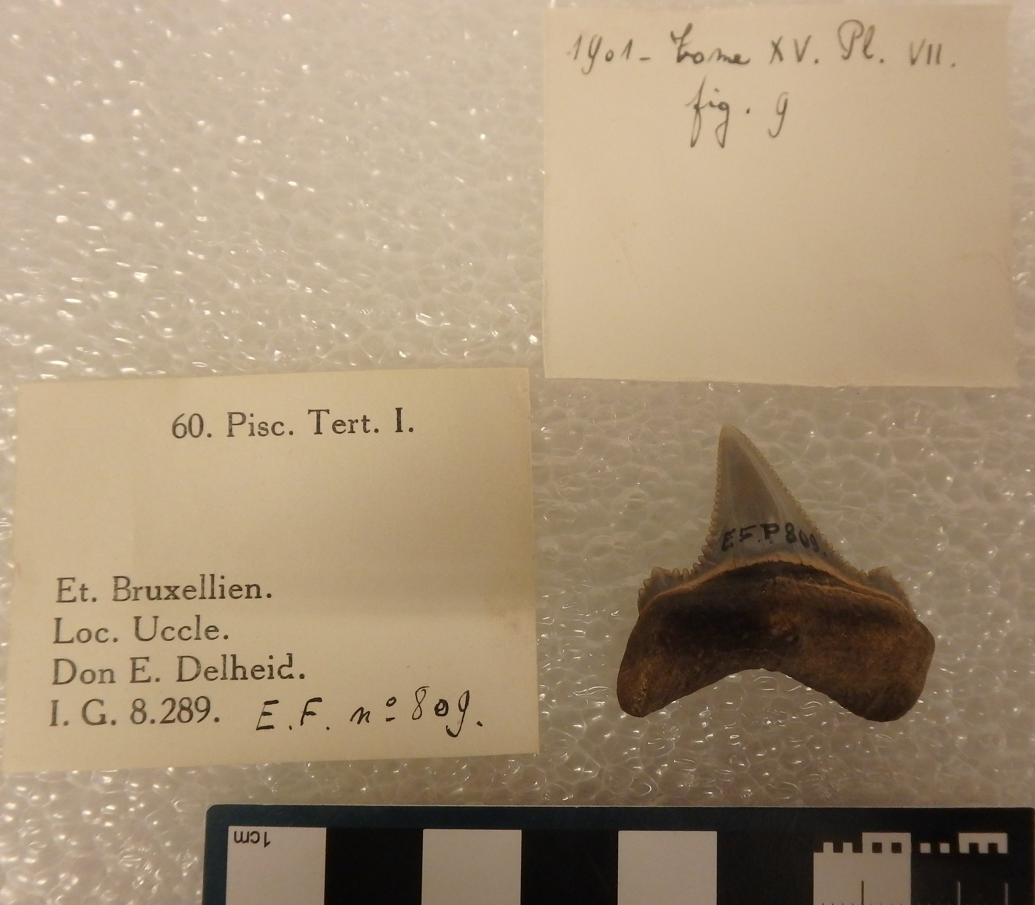 IRSNB P 00809 Fig. 9