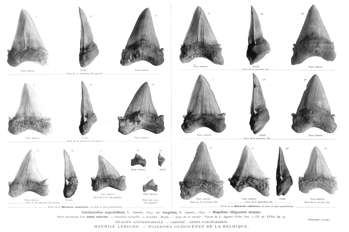 IRSNB P 00929a-j publi 2