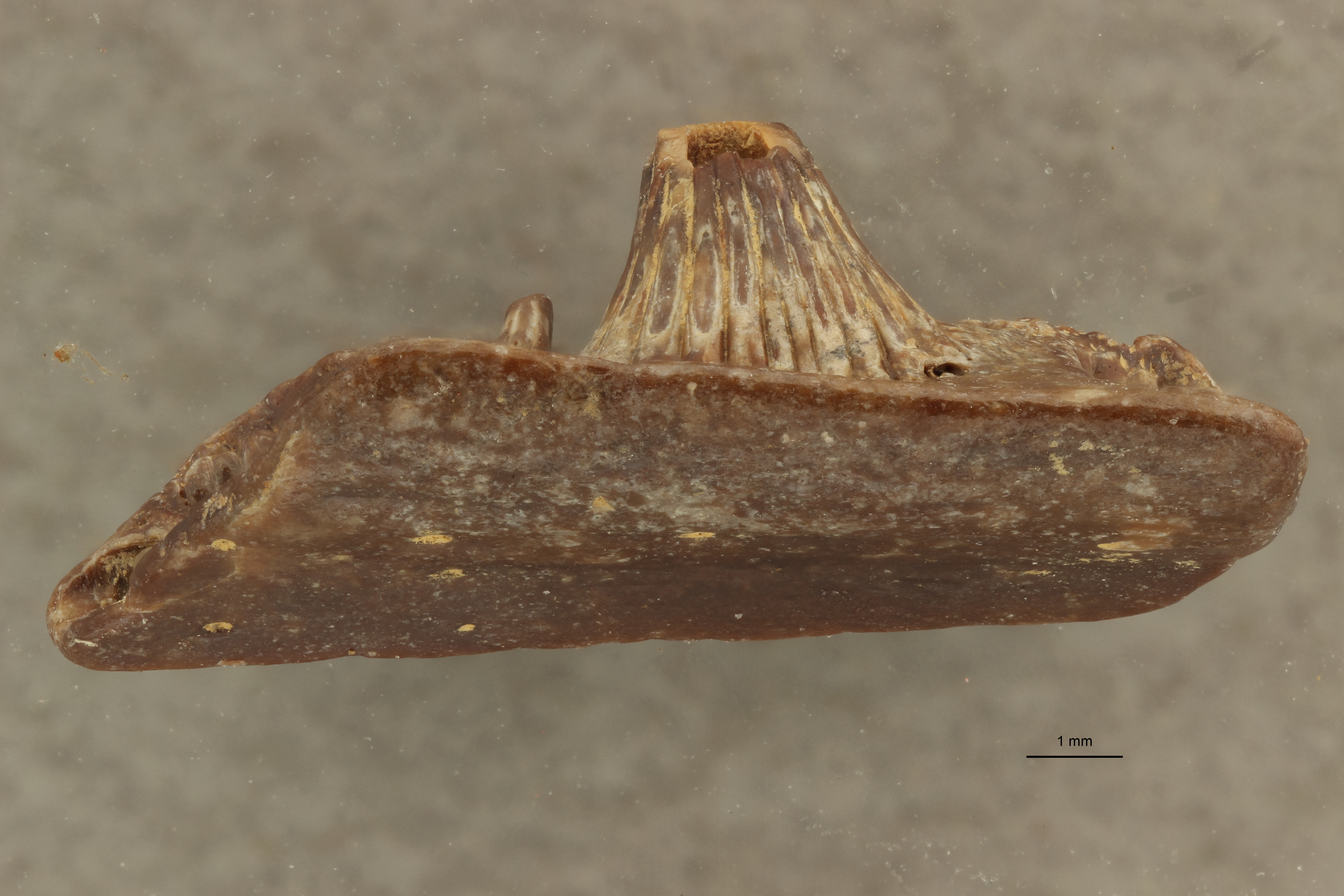 Lepidosteus suessionensis (Photostacking) - Labial View