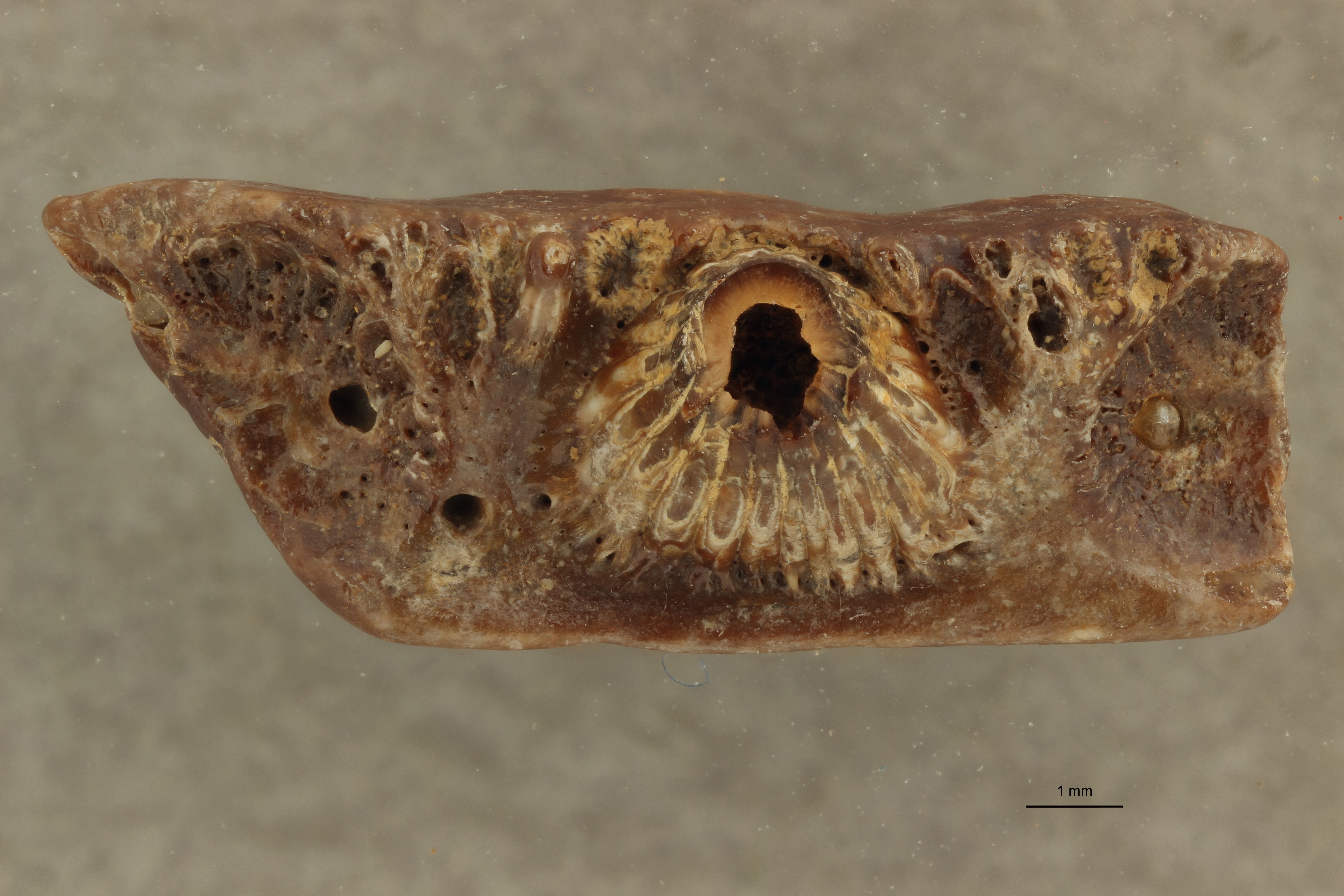 Lepidosteus suessionensis (Photostacking) - Occlusal View