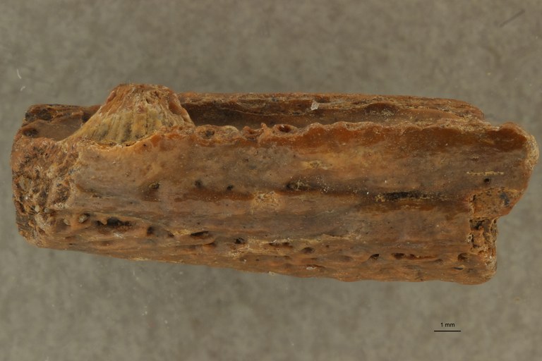 Lepidosteus suessionensis (Photostacking) - Labial View