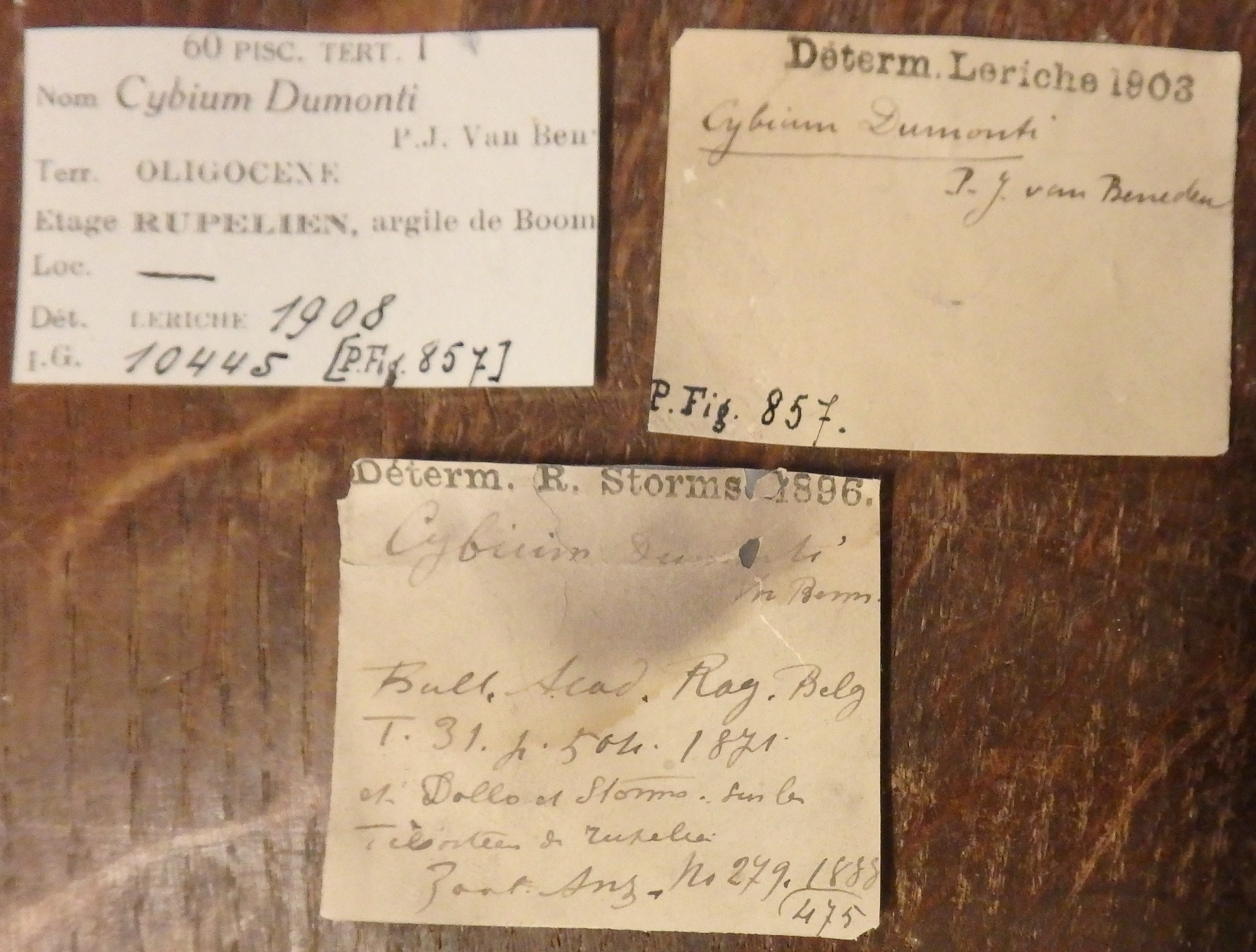 IRSNB P 00857 Labels