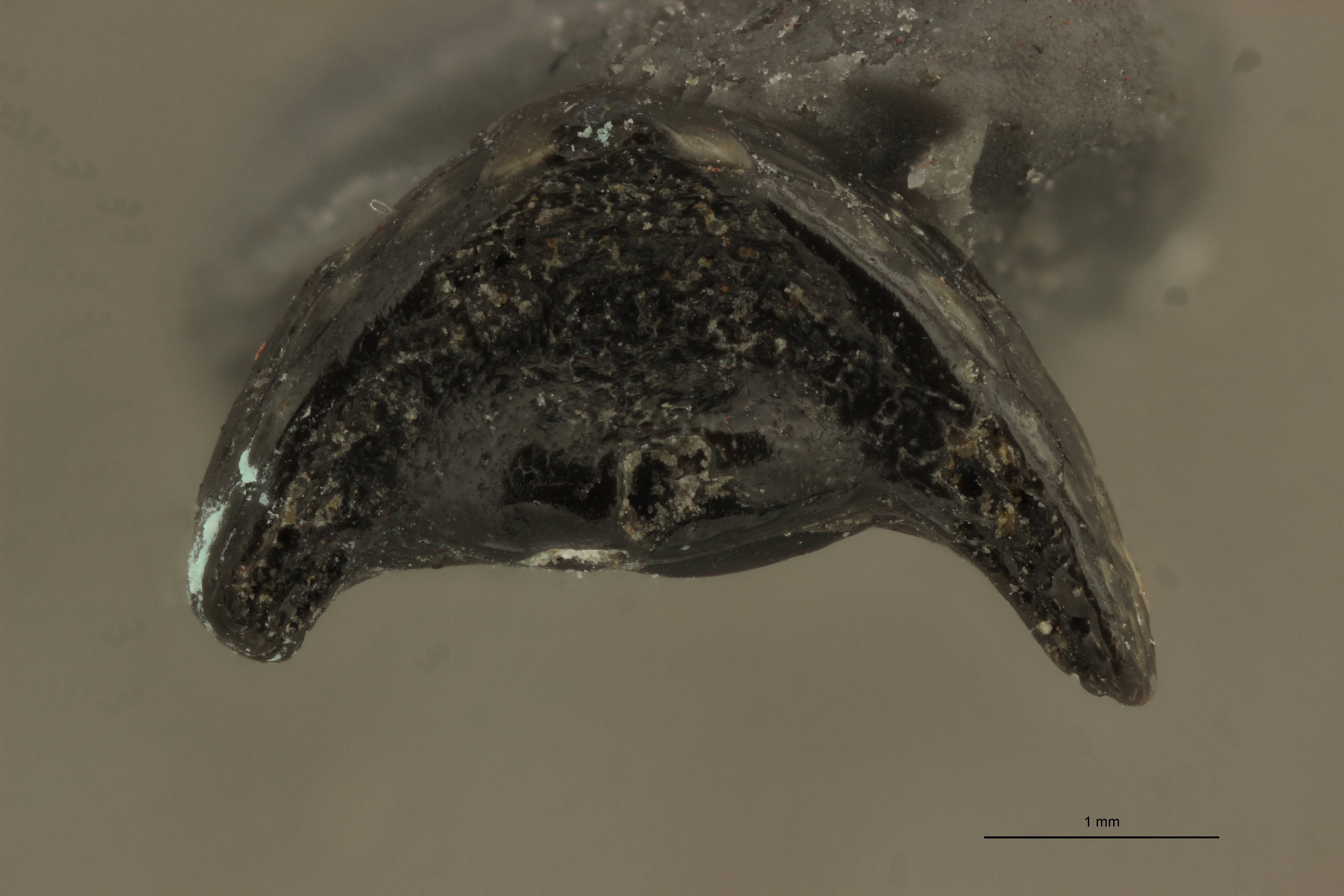 Triodon antiquus (Photostacking) - Oral View