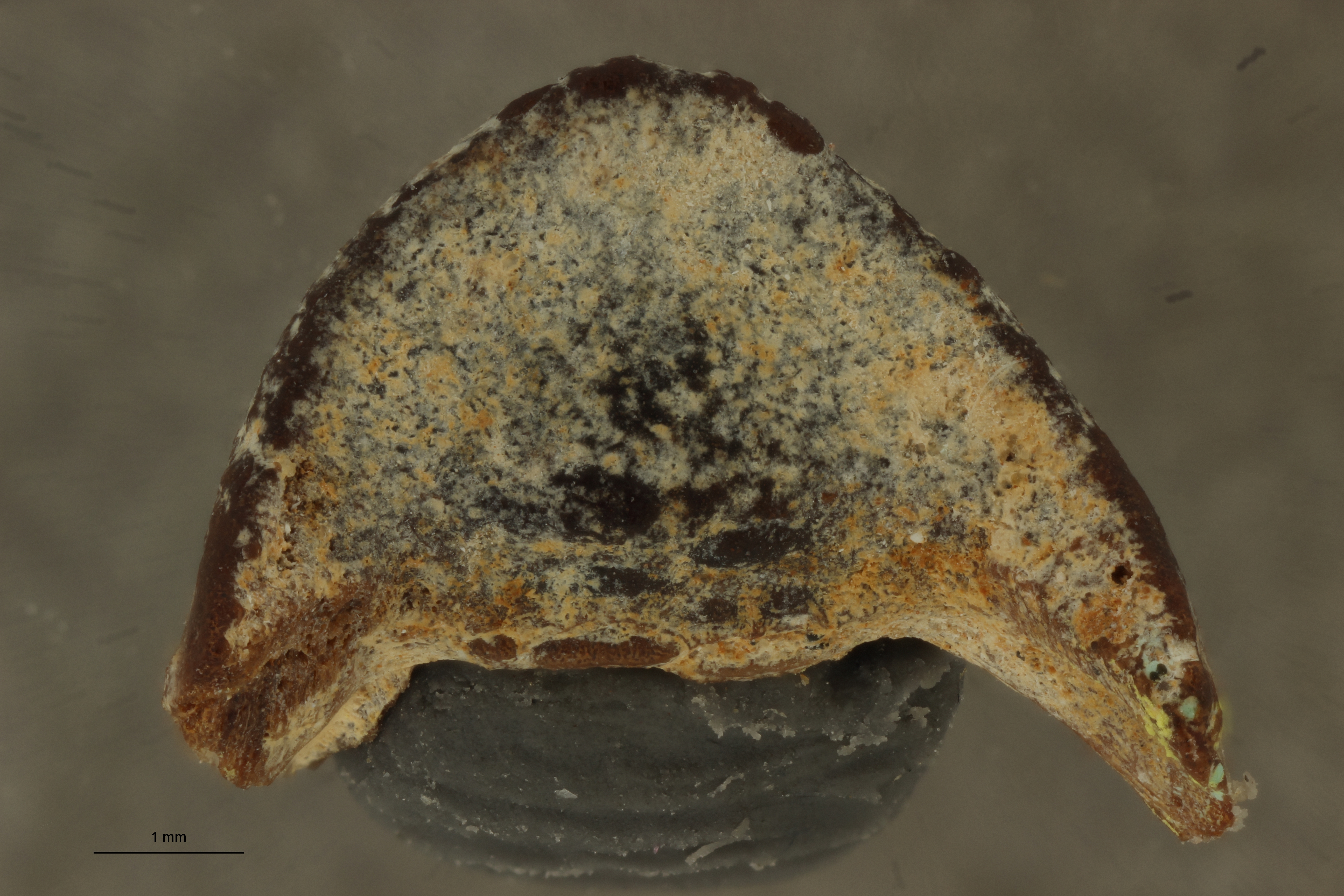 Triodon macrognathus (Photostacking) - Dorsal View