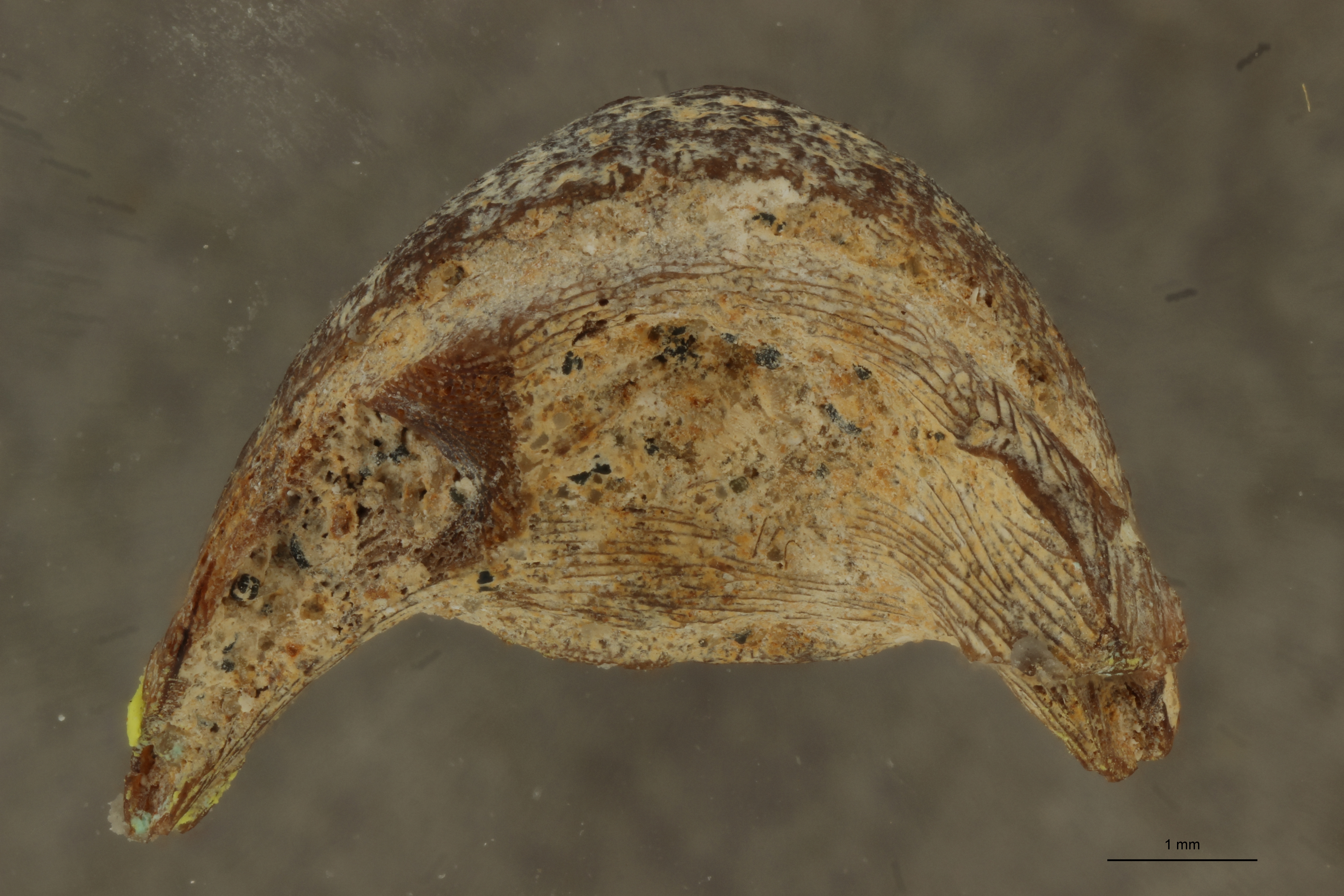 Triodon macrognathus (Photostacking) - Ventral View