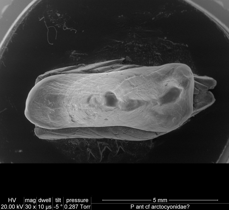 M2021 occlusal