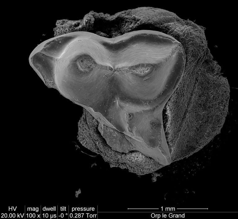 M2019 occlusal