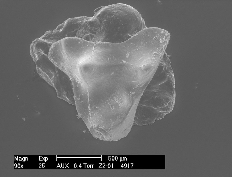 M1995 occlusal