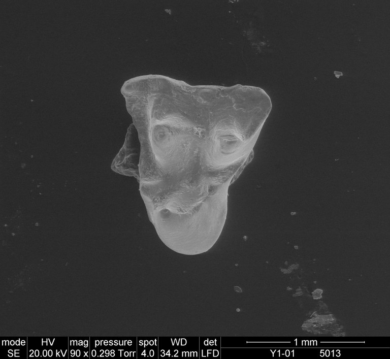 M1996 occlusal