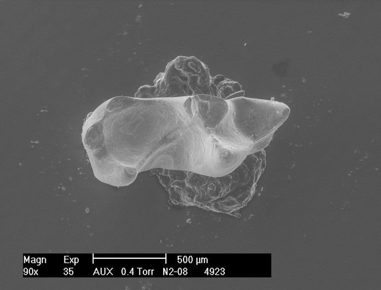 M2001 occlusal