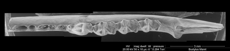 M2017 occlusal