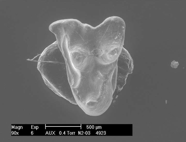 M1974 occlusal