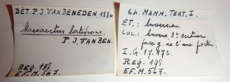 IRSNB M 0567 Labels