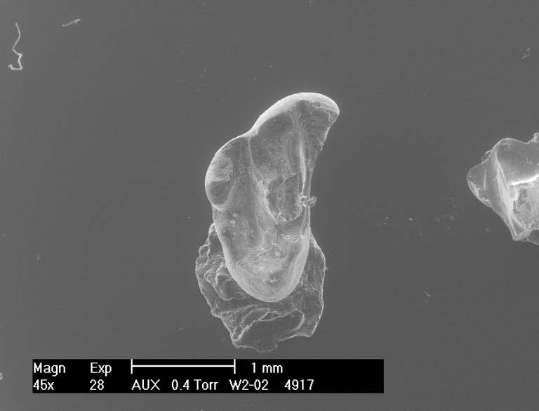 M2009 occlusal