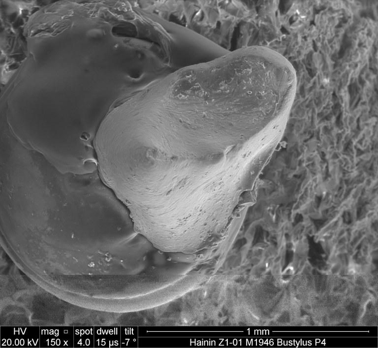 M1946 occlusal