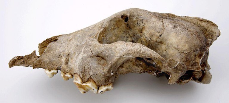 Goyet dog in lateral view (W. Miseur, RBINS)