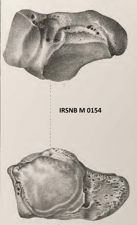 IRSNB M 0154 publi