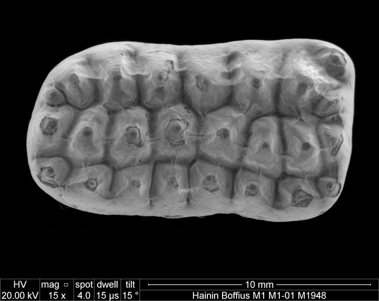 M1948 occlusal