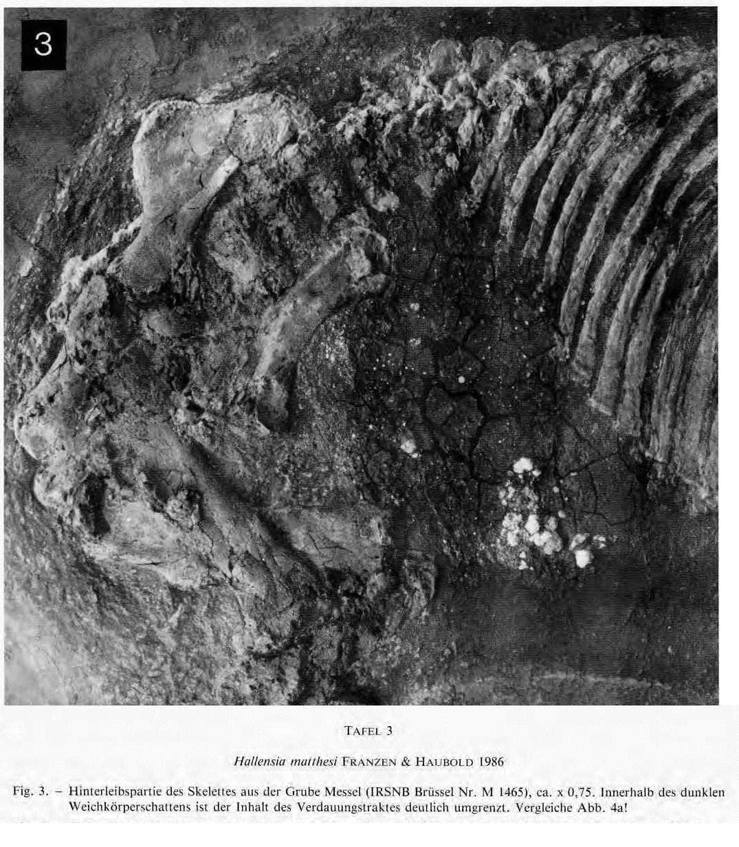 IRSNB M 1465 publi 5