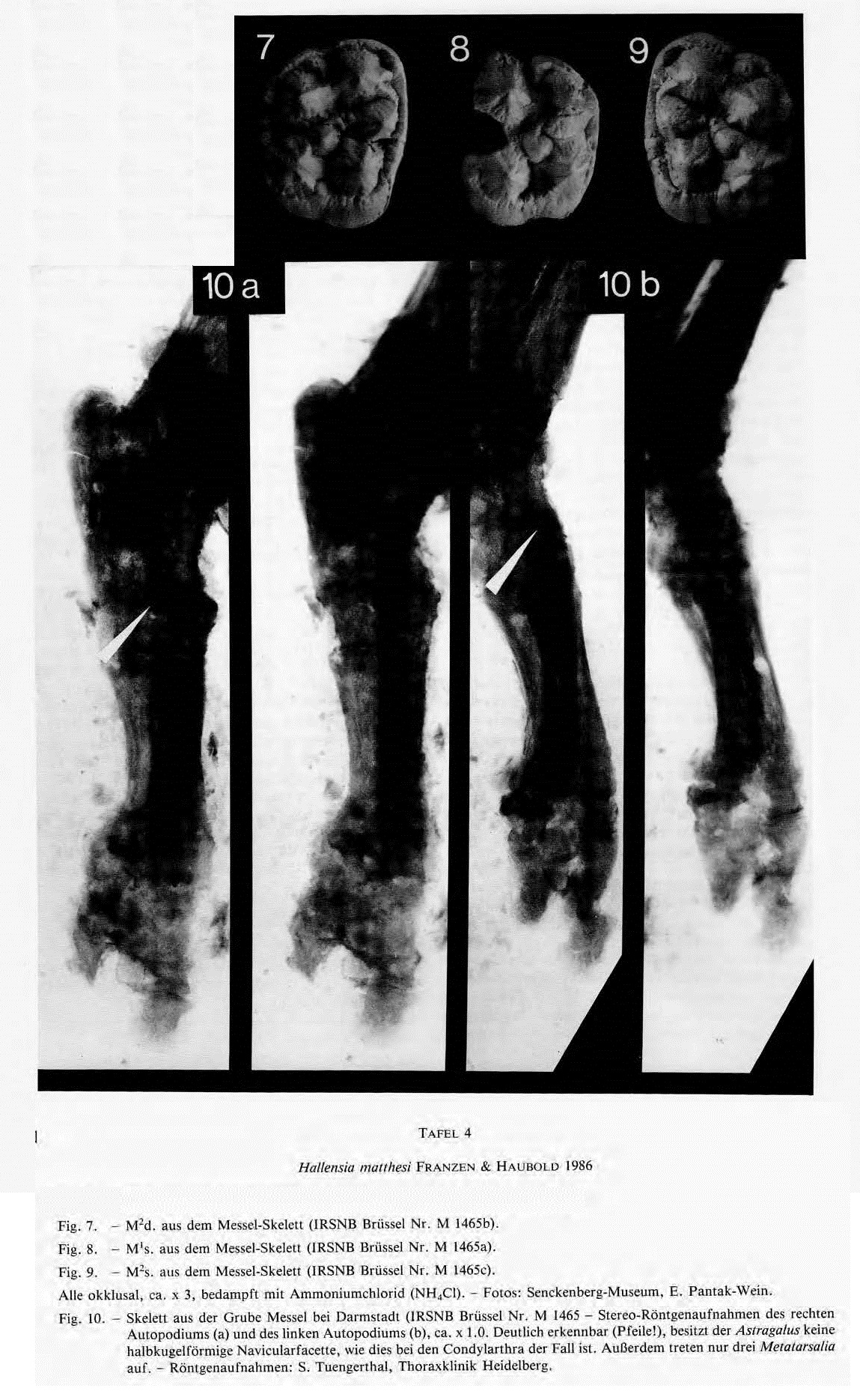 IRSNB M 1465 publi 6