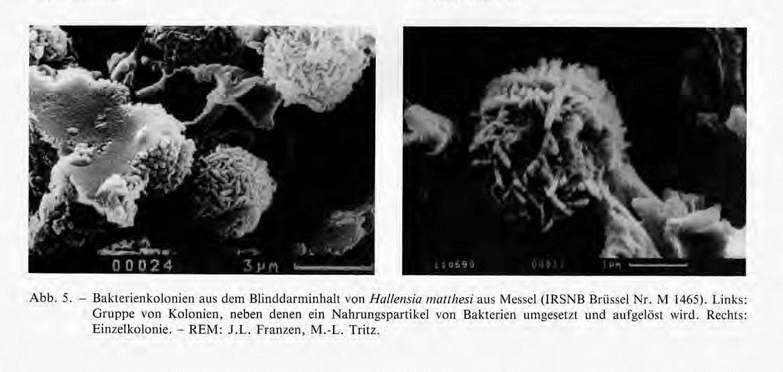 IRSNB M 1465 publi 4