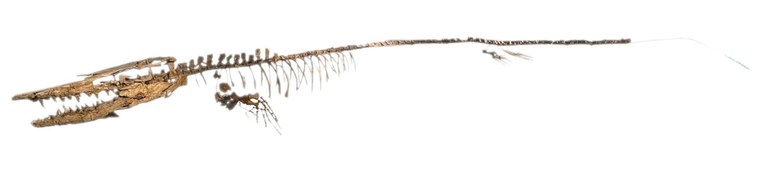 IRSNB R 0023