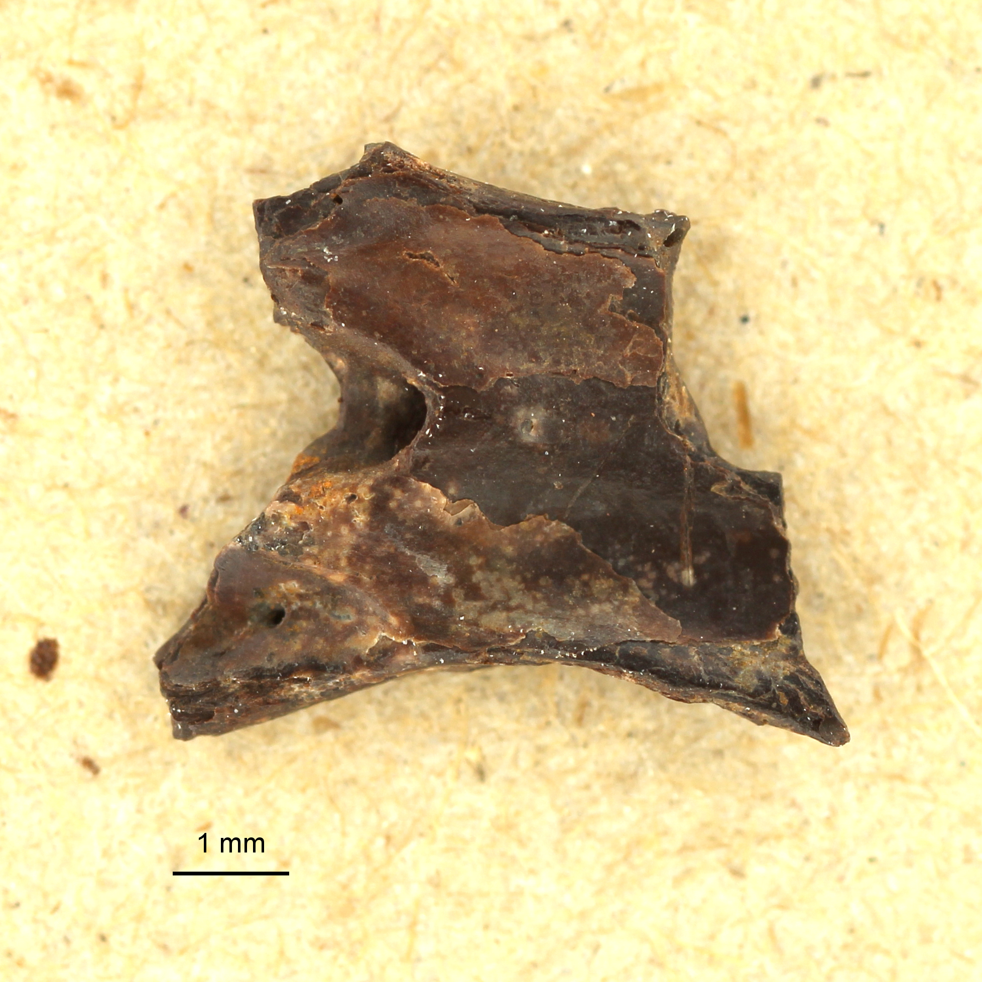 IRSNB R 0247 (Dopasia roqueprunensis) ventral view