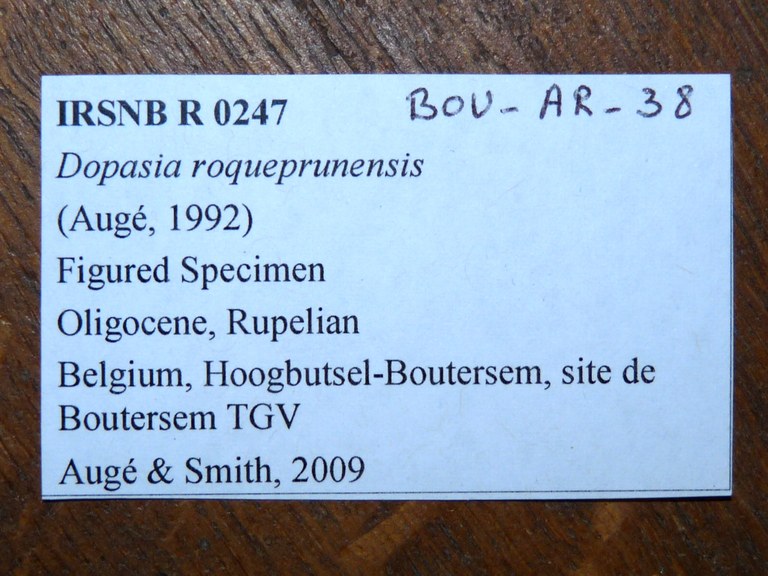 IRSNB R 0247 (Dopasia roqueprunensis) Labels