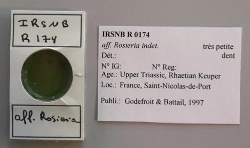 IRSNB R 0174