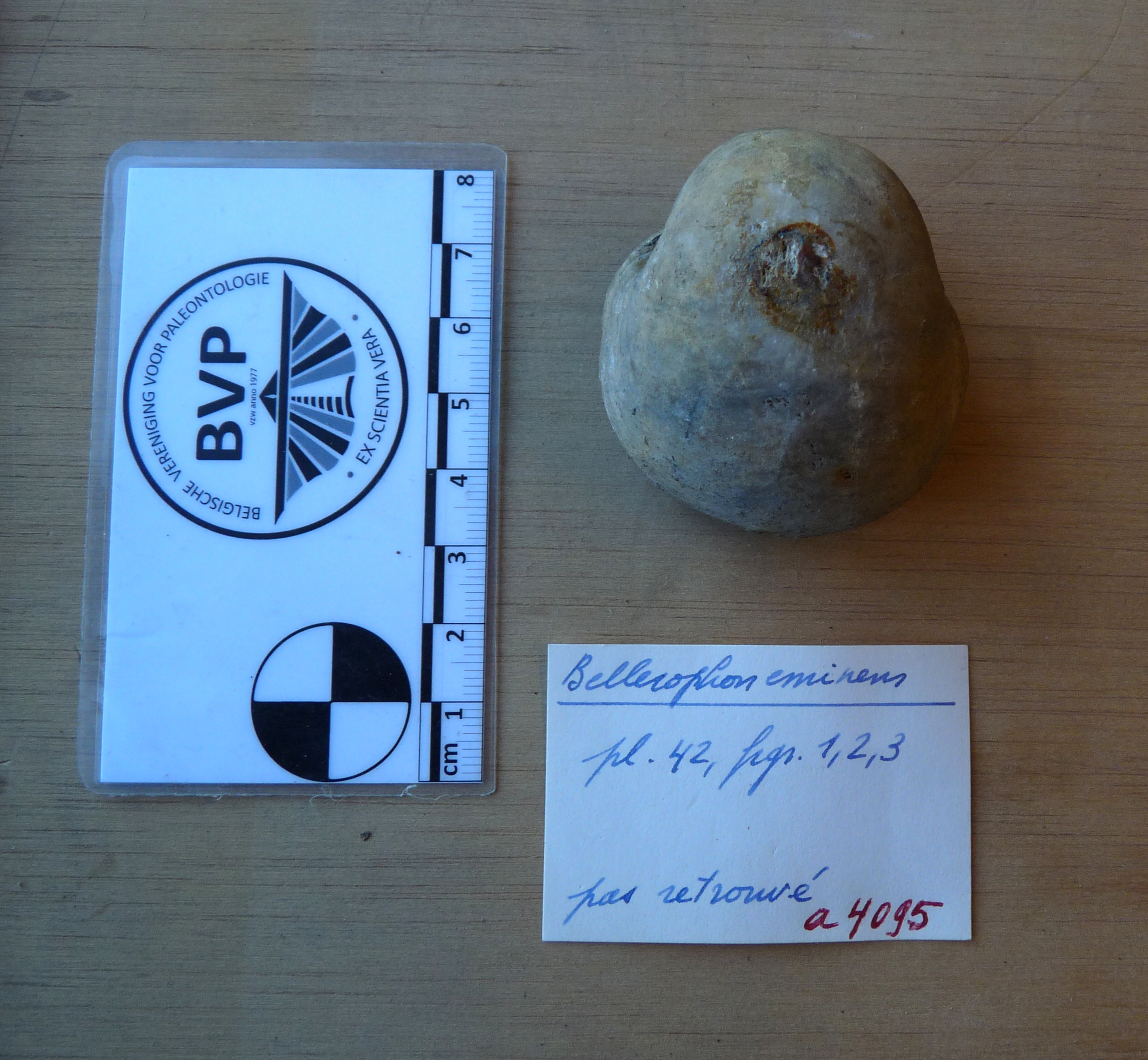 General view of the specimen and the labels