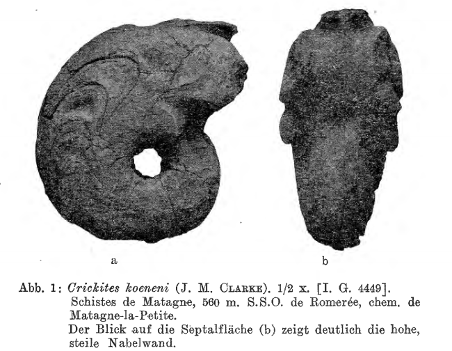 Crickites koeneni (Clarke, 1884) — RBINS Virtual Collections