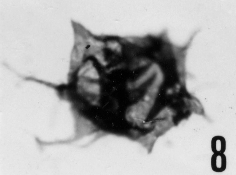 Fig. 8 - Acanthodiacrodium achrasi Martin, F., 1972. CHE-29. I. R. Sc. N. B. No b508.