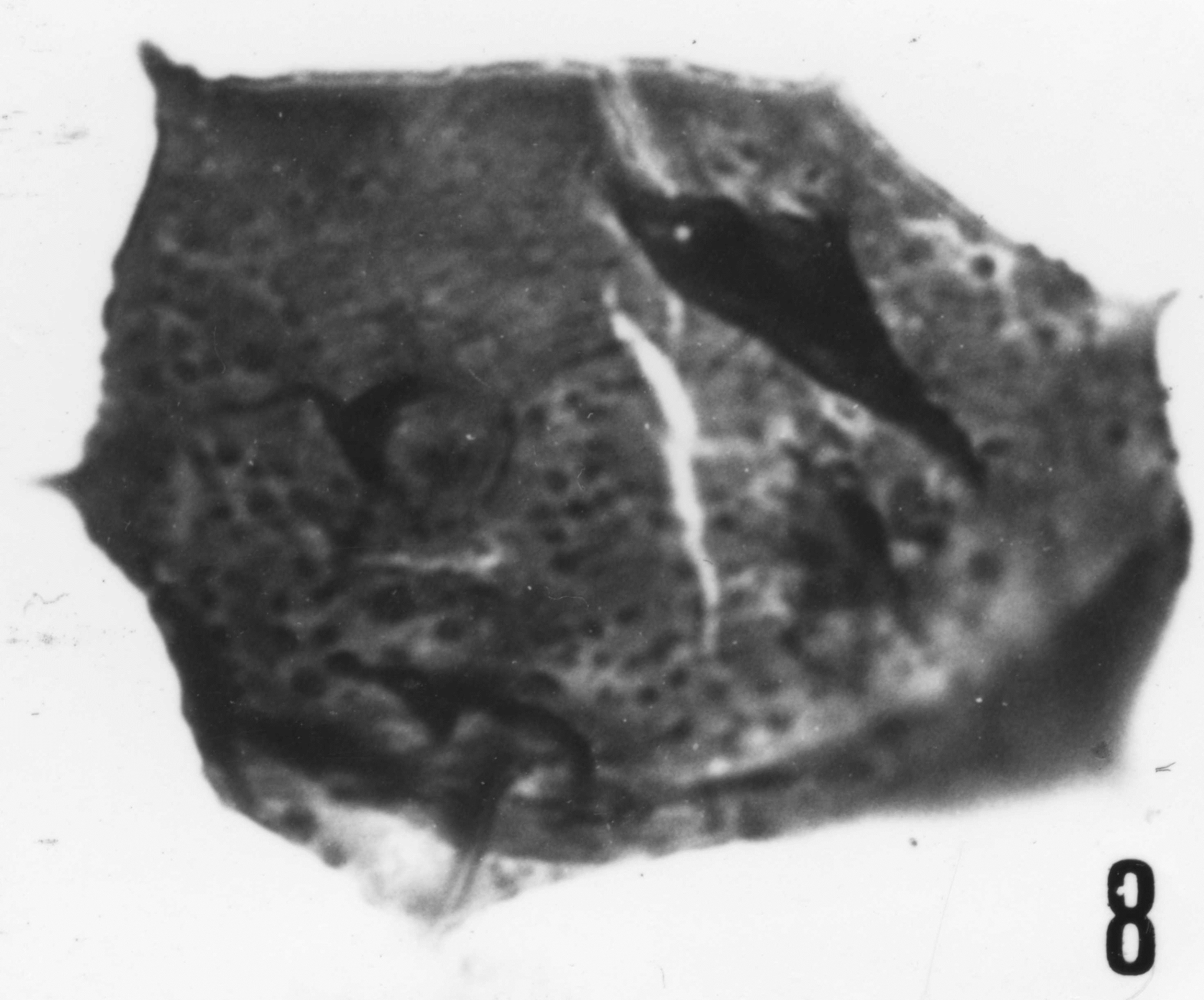 Fig. 8 - Acanthodiacrodium achrasi n. sp. La Roquemaillère : ROQ-6. b 444. 