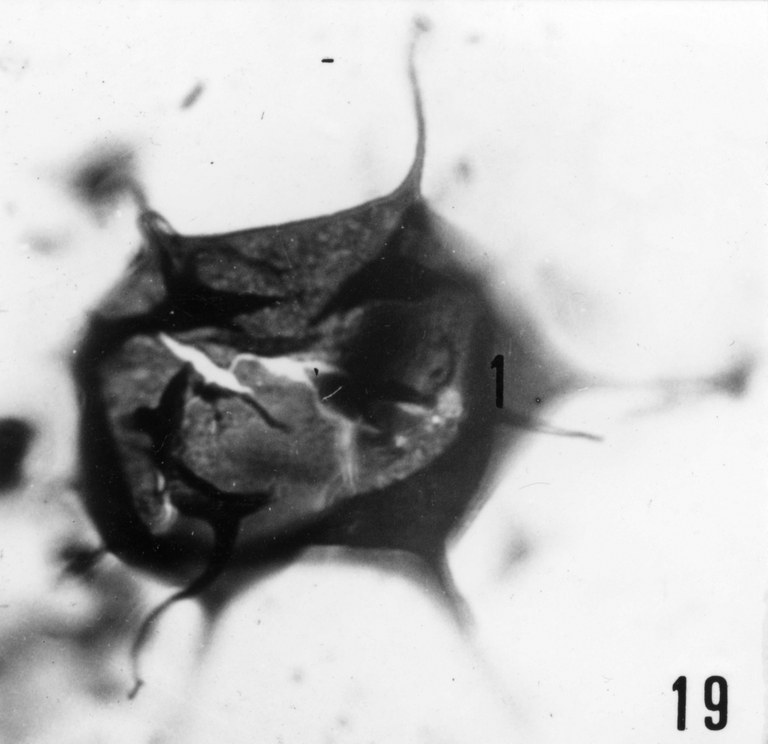Fig. 19 - Acanthodiacrodium achrasi n. sp. Holotype. La Roquemaillère : ROQ-19. b 455. X 1.000.