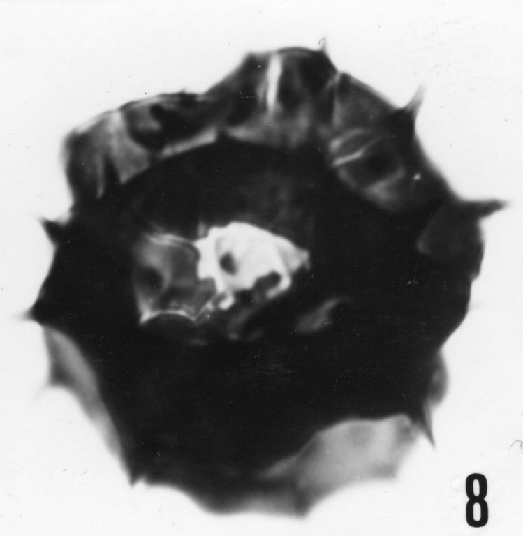 Fig. 8 - Acanthodiacrodium adligans (Timofeev, B., 1959) n. comb. Mas de Mougno : MOU-1. b 462.