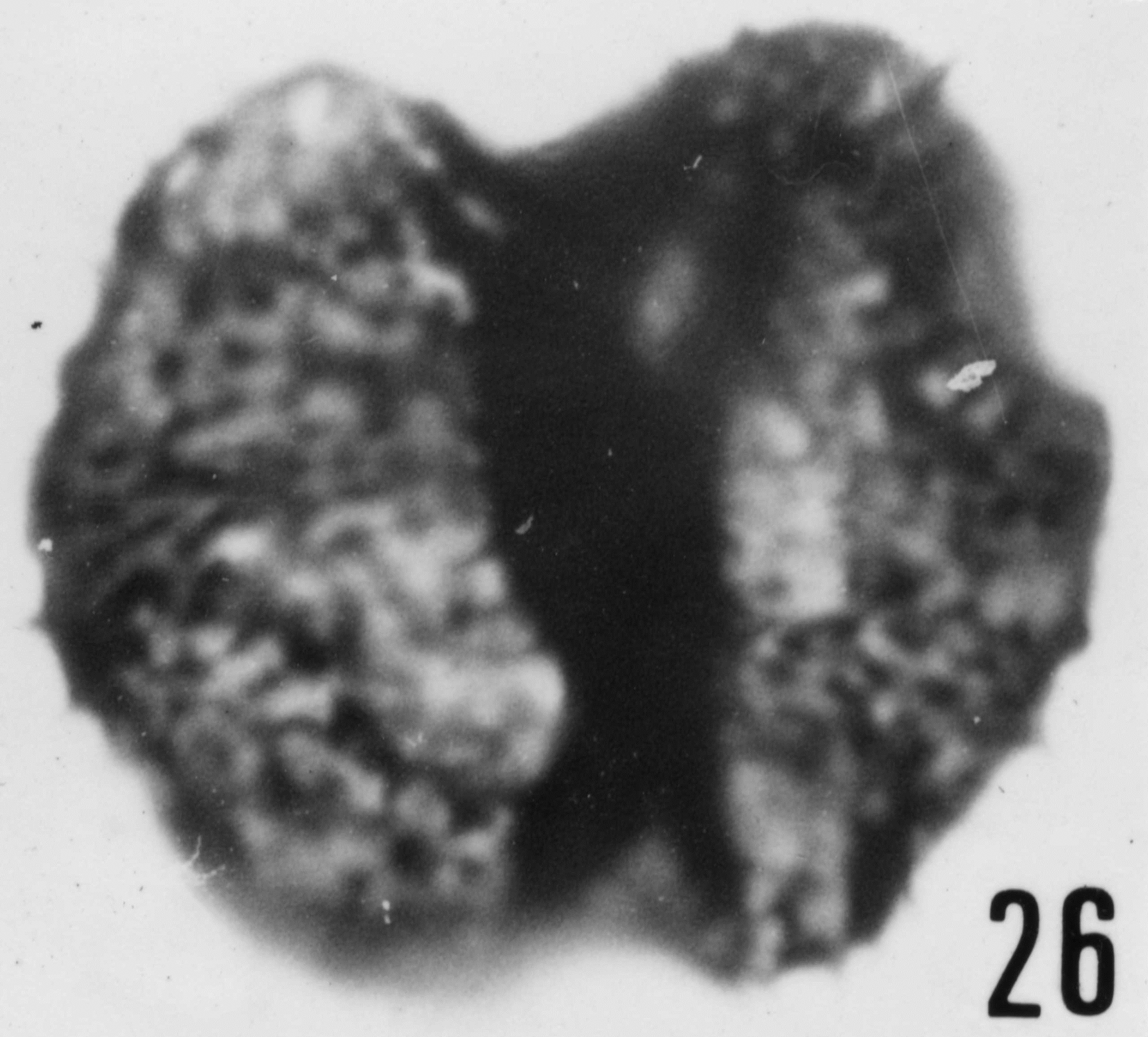 Fig. 26 - Acanthodiacrodium angustum (Downie, C., 1958) Combaz, A., 1967. CHE-29. I. R. Se. N. B. N° b508.