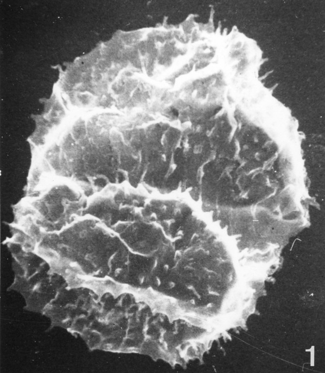 Fig. 1 - Acanthodiacrodium angustum (Downie, C., 1958) Combaz, A., 1967. CHE-31. I. R. Se. N. B. N° b529.
