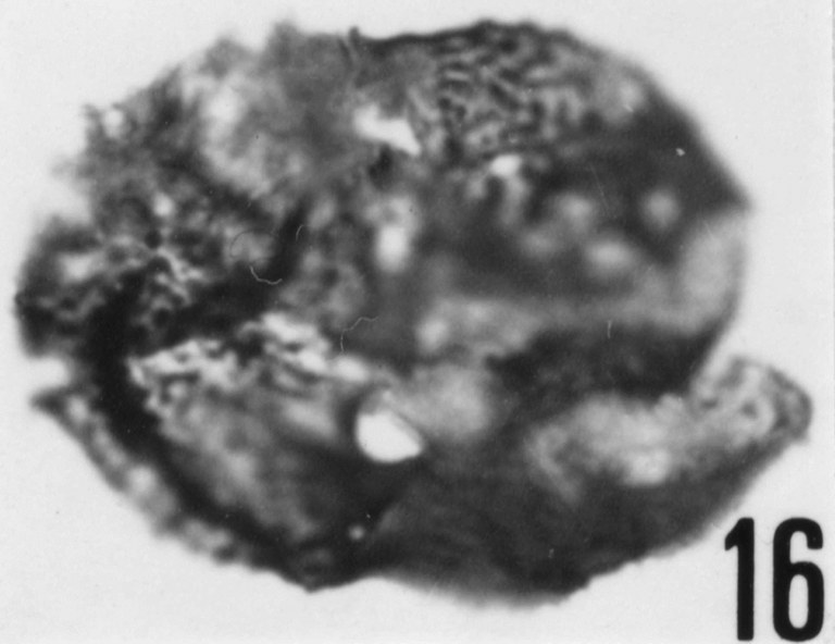 Fig. 16 - Acanthodiacrodium angustum (Downie, C., 1958) Combaz, A., 1967. Spécimen ouvert longitudinalement en deux moitiés symétriques. CHE-22. I. R. Se. N. B. No b499. 