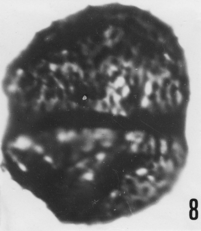 Fig. 8 - Acanthodiacrodium angustum (Downie, C., 1958) Combaz, A., 1967. CHE-25. I. R. Se. N. B. N° b503.