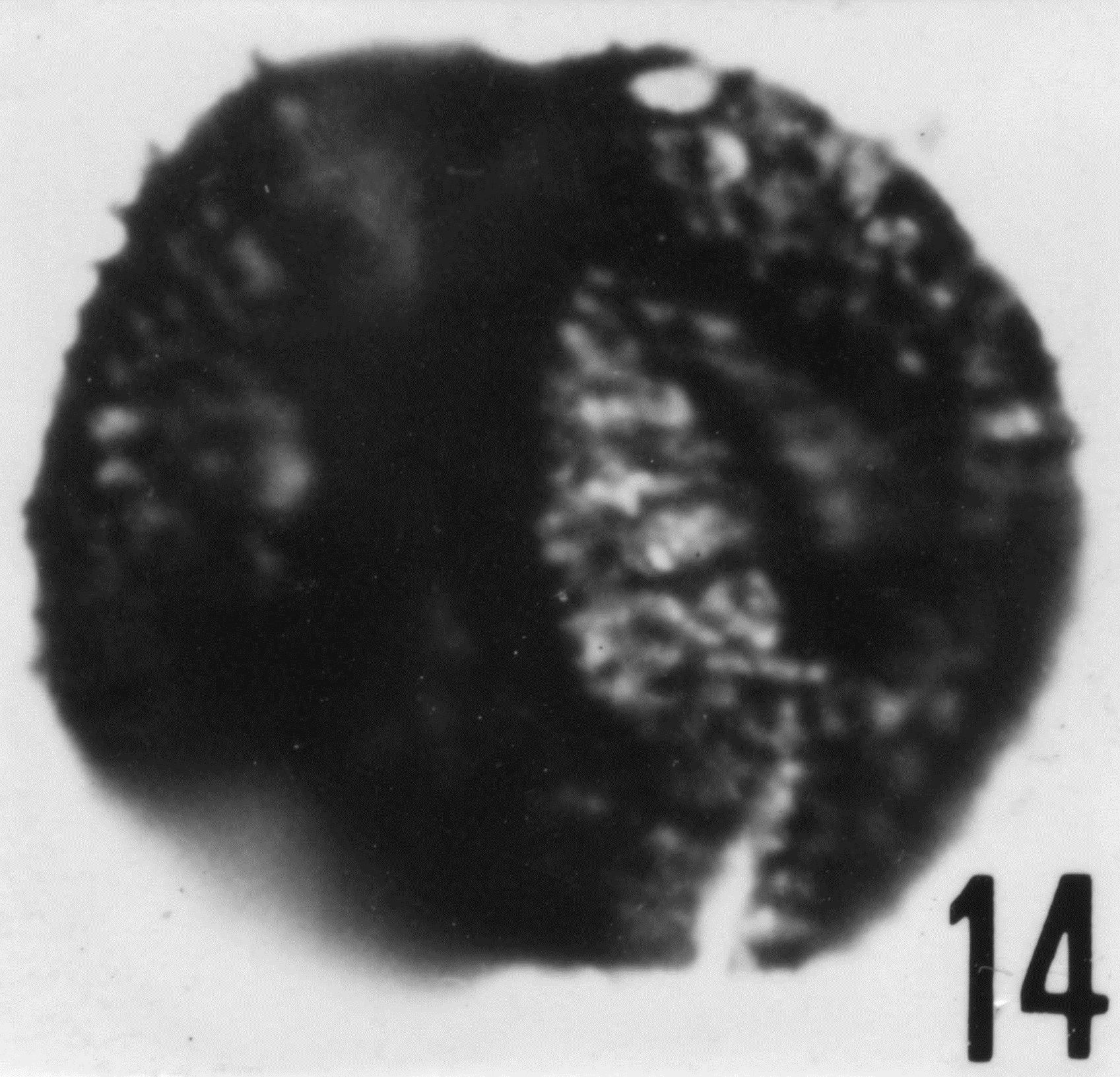 Fig. 14 - Acanthodiacrodium angustum (Downie, C., 1958) Combaz, A., 1967. CHE-23. I. R. Se. N. B. N° b500.