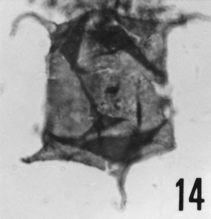 Fig. 14 - Acanthodiacrodium complanatum (Deunff, J., 1961) n. comb. CHE-25. I. R. Se. N. B. N° 505. 