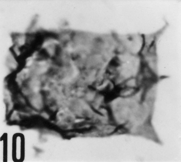 Fig. 10 - Acanthodiacrodium complanatum (Deunff, J., 1961) n. comb. CHE-23. I. R. Se. N. B. N° b500.