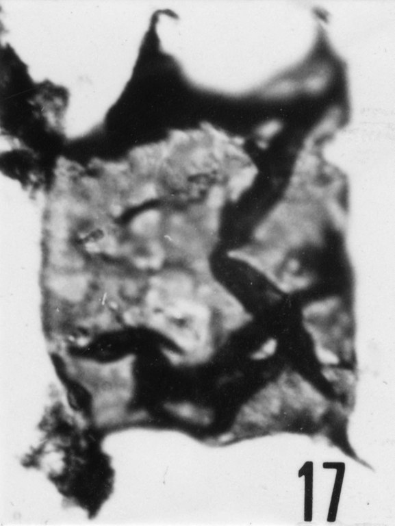 Fig. 17 - Acanthodiacrodium complanatum (Deunff, J., 1961) n. comb. CHE-16. I. R. Sc. N. B. No b492. 