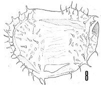 Fig. 8 - Acanthodiacrodium hirtum Naumova, S. N., 1950. La Roquemaillère : ROQ-6. b 449.