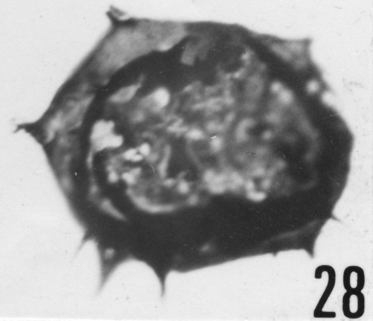 Fig. 28 - Acanthodiacrodium micronatum Timofeev, B. V., 1959. CHE-25. I. R. Se. N. B. No b506.