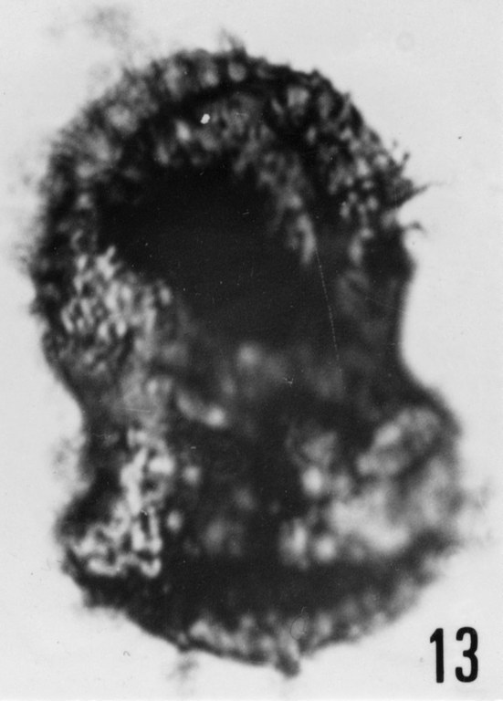 Fig. 13 - Acanthodiacrodium papillare Timofeev, B. V., 1959. CHE-25. I. R. Sc. N. B. No b505. 