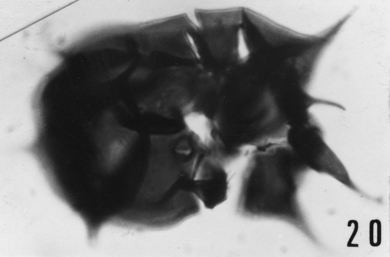 Fig. 20 - Acanthodiacrodium rupeum. Holotype. Sainte-Cécile : STC-2. b 459.