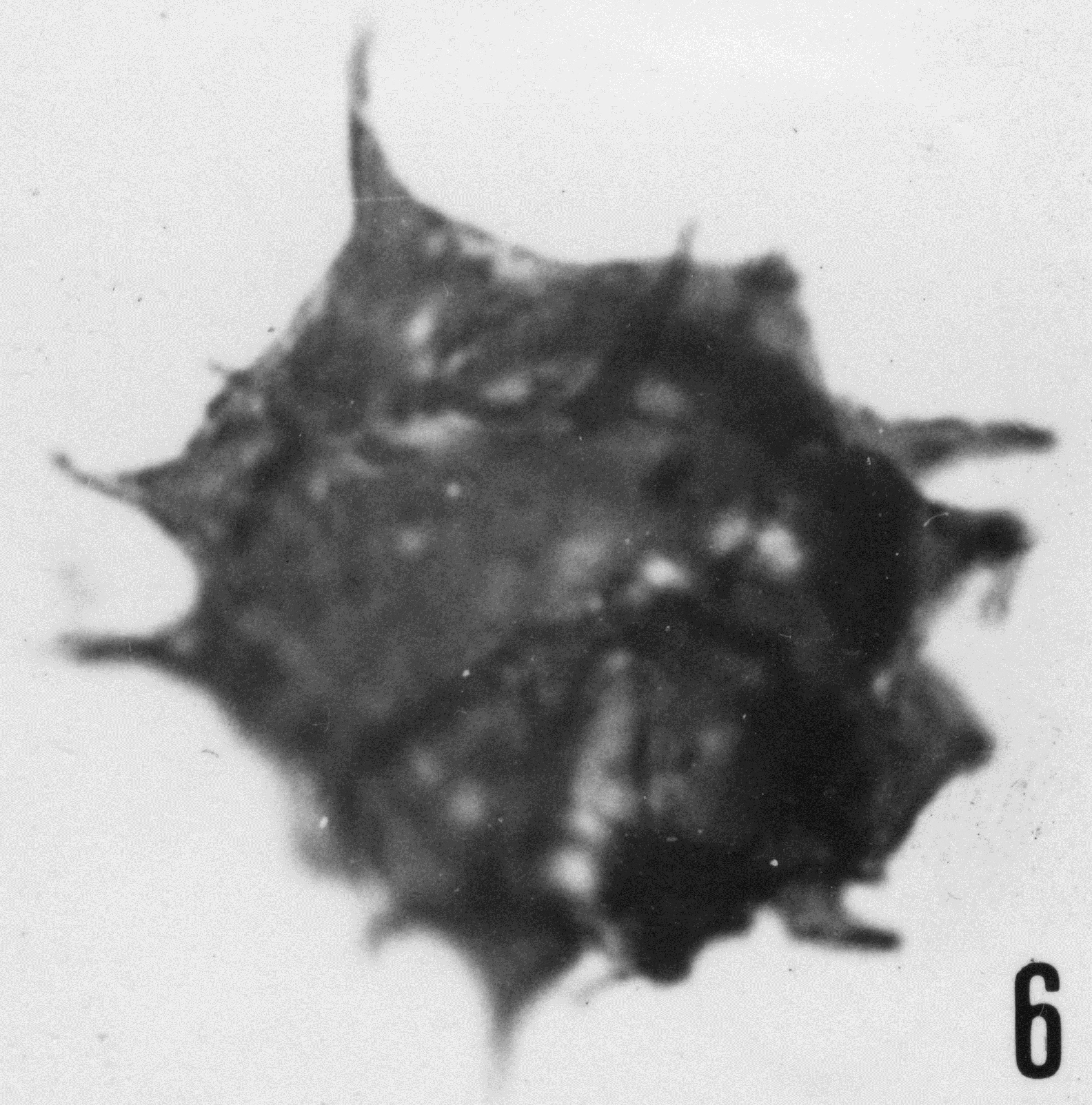 Fig. 6 - Acanthodiacrodium aff. A. scaberrimum (Timofeev, B. V., 1959) Deflandre, G. et Deflandre-Rigaud, M., 1959. THY-1. I. R. Se. N. B. N° b488.