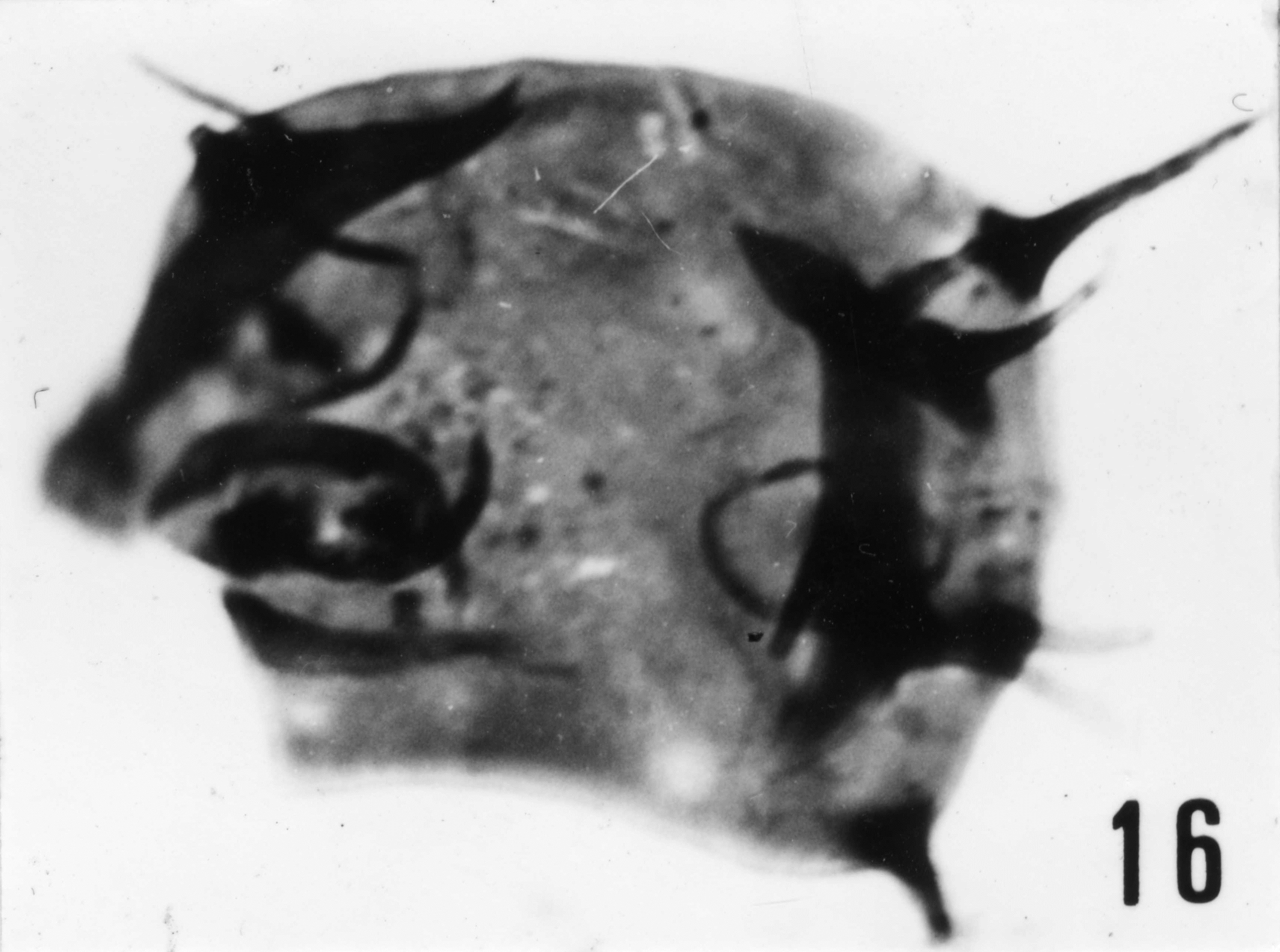 Fig. 16 - Acanthodiacrodium scytotomillei n. sp. Holotype. La Roquemaillère : ROQ-6. b 449.